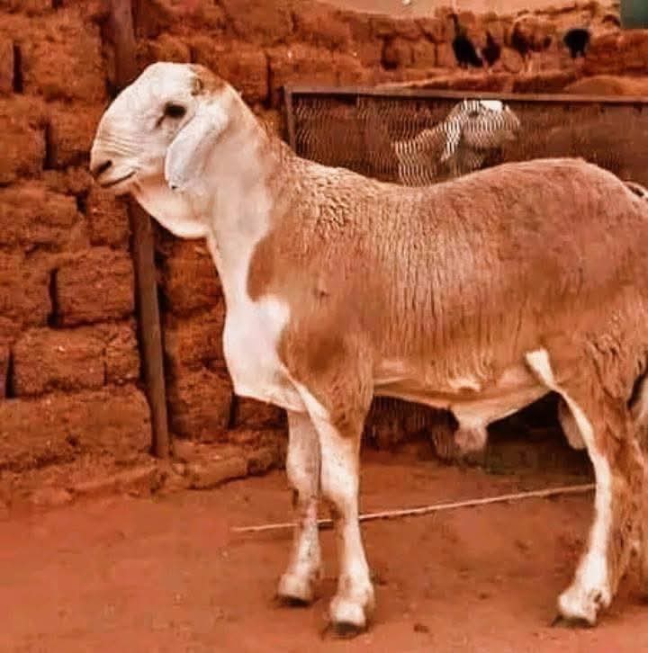 جزار سوداني محترف بالرياض 0566100646