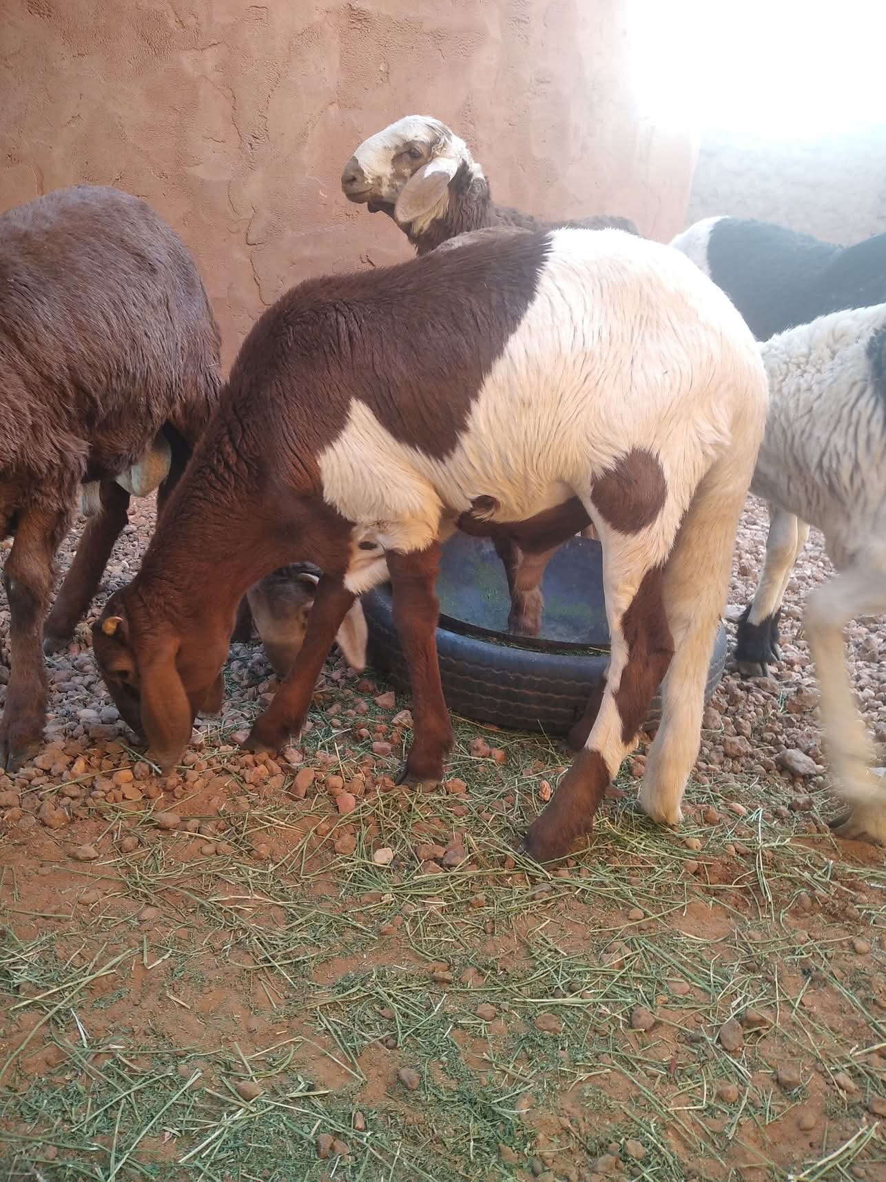 جزار سوداني محترف بالرياض 0566100646