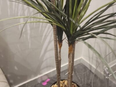 راعي دينا نقل عفش حي الملك سلمان 0559803796