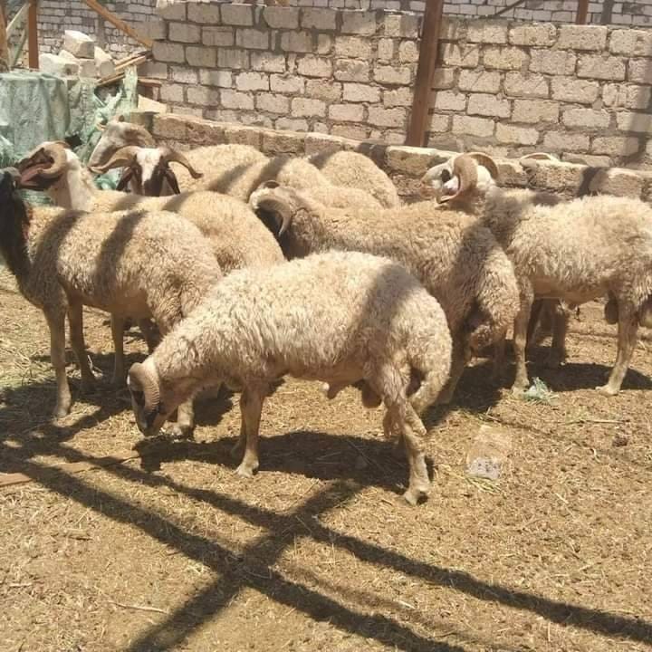 قصاب جزار ماهر غرب الرياض 0510735689