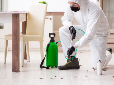 شركة مكافحة حشرات بالرياض
