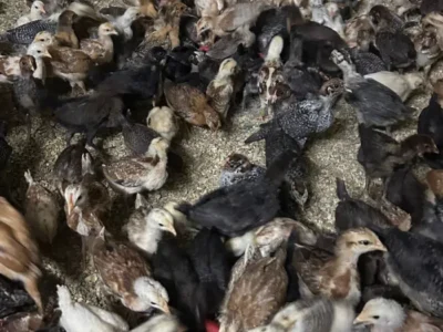 صيصان بلدى باسعار ممتازه