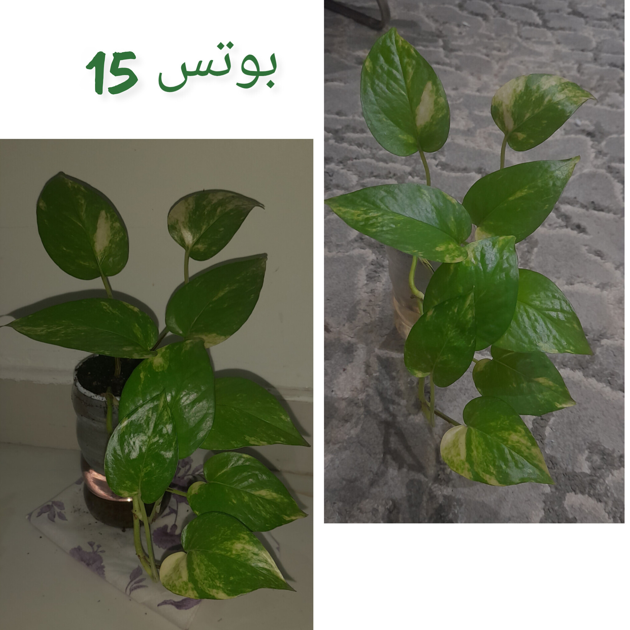 شتلات نباتات داخلية شتلة بوتس، زاميا + كيس سماد مجاني مع كل شتله